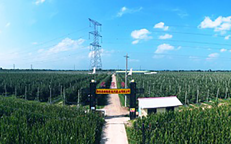 靈臺(tái)優(yōu)德隆農(nóng)業(yè)公司1300畝果園安防監(jiān)控、網(wǎng)絡(luò)機(jī)房案例